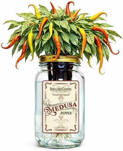 Medusa Pepper Indoor Garden Kit – Mason Jar Hydroponic Pepper Grow Kit – Windowsill Countertop Pepper Plant – Grow Ornamental Chili Peppers Indoors by BraggableGardens