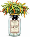 Medusa Pepper Indoor Garden Kit – Mason Jar Hydroponic Pepper Grow Kit – Windowsill Countertop Pepper Plant – Grow Ornamental Chili Peppers Indoors by BraggableGardens