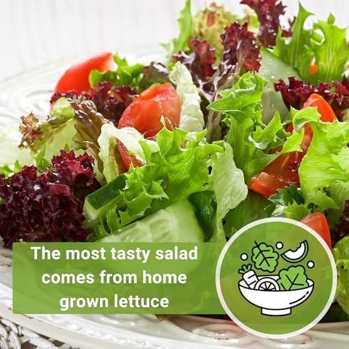 Sow Right Seeds- Heirloom Garden Blend Lettuce Seed for Planting Greens 2pk - Image 5
