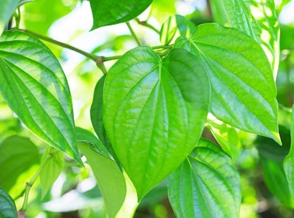 Paan Vine Piper Betel Plant Climbing Betel Vines 6-12 Inch Tall 4 Inch Pot, No Ship CA - Image 2