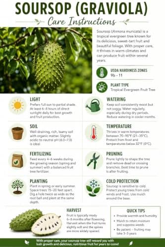 3 Soursop Plant Live Potted Guanabana Tree Live (Annona muricata) - Image 4