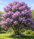 Purple Lilac Plants for Growing - Fragrant Purple Blooms, Great for Hedge or Garden Shrub - Syringa vulgaris (2 Trees) by CZGrain