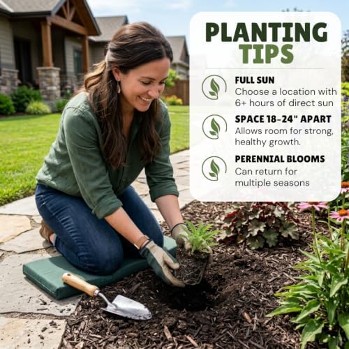 5 Red Yarrow Live Plant Plugs | Achillea Perennial Pollinator Garden Plants - Image 6