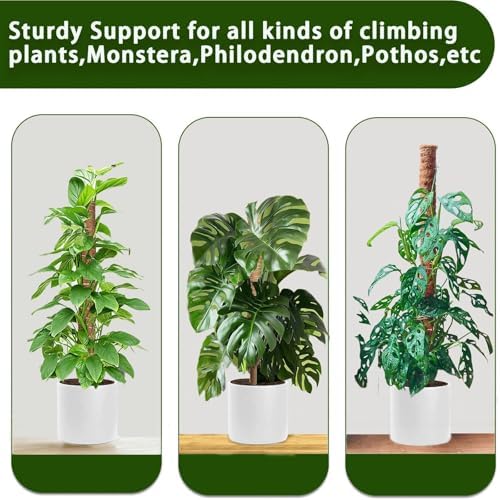 Moss Pole, 4Pack 21 Inch Plant Support Stakes for Indoor Plants, Monstera Plant Support Stakes, 69 Inch Tall Coir Plant Pole Sticks for Potted Plants, Pothos, Philodendron, Climbing Plants Accessories - Image 5