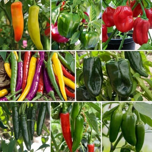 Hot and Sweet Pepper Seeds Collection, 8 Varieties, Jalapeno, Habanero, Bell Pepper, Cayenne, Hungarian Wax, Anaheim, Serrano, Poblano Vegetable Planting - Image 3