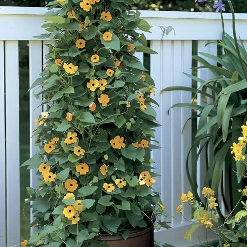 Park Seed Black-Eyed Susan Vine – Pack of 25 - Image 2