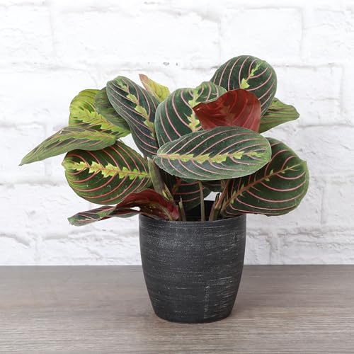 Live Red Prayer Plant, Pet Friendly, Easy to Grow, 4" Diameter Pot - Image 2