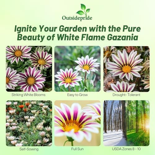 Outsidepride White Flame Gazania Seeds for Planting – 25 Pcs Perennial, Low-Maintenance, Drought-Tolerant Ground Cover Seeds for Vibrant Summer & Fall Flowers, Great for Outdoor Gardens - Image 2