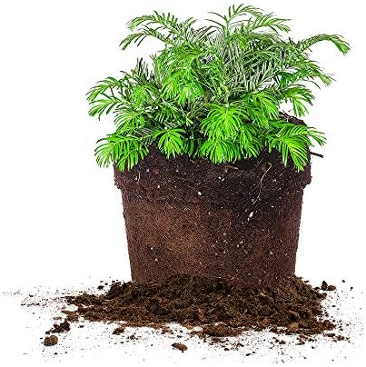 Perfect Plants Spreading Yew, 3 Gallon, Live Groundcover Plant by PerfectPlantsNursery