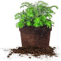 Perfect Plants Spreading Yew, 3 Gallon, Live Groundcover Plant by PerfectPlantsNursery