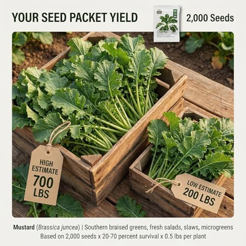 2000 Southern Giant Curled Mustard Seeds for Planting - 1935 AAS Winner, Cut-and-Come-Again Heirloom, Non-GMO, USA Grown by RDR Seeds - Image 2