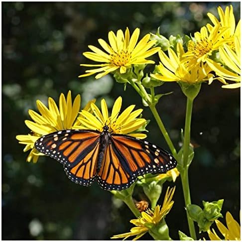 75 Cup Plant Native Wildflower Seeds - Gold Vault Jumbo Seed Packet - Image 4