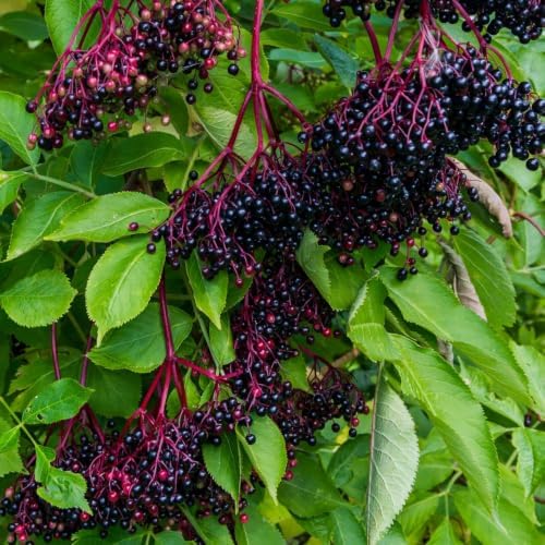 Live Elderberry Plant 1.5-2.5 Feet Tall - Image 2