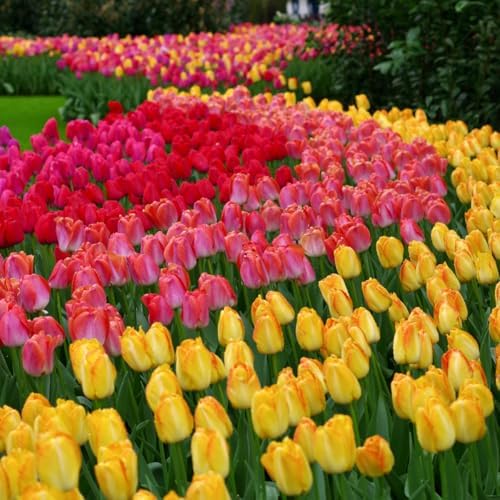 100-Pack Mixed Tulip Flower Bulbs – Bulk Pack of Colorful Tulips for Spring Blooms – Easy Fall Planting - Plant in Gardens, Borders & Flowerbeds - Bulb Size 11/12cm - Willard & May - Image 4