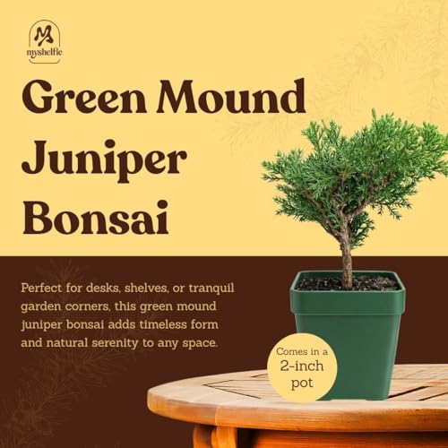 Green Mound Juniper Live, Juniperus Procumbens Nana, 2-Inch Pot, 3-Pack - Image 5