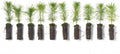 White Pine Live Tree Seedlings Plug | 6"-12" | Arbor Day Foundation - (Due to Agricultural Laws, Unavailable to AZ, CA, ID, ME, MT, OR or UT) (10-Pack) by ArborDayFoundation