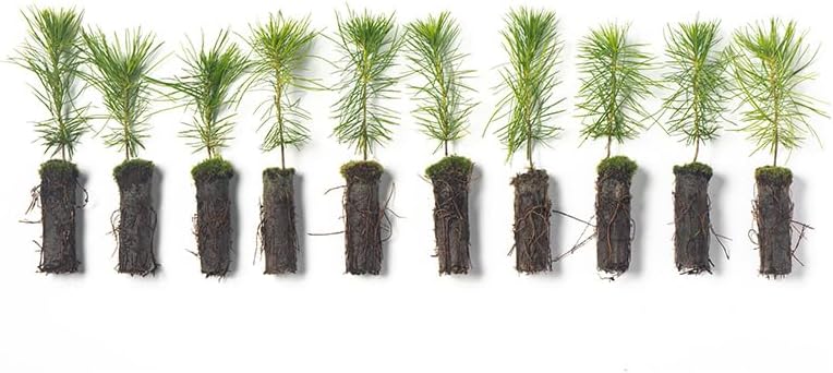 White Pine Live Tree Seedlings Plug | 6"-12" | Arbor Day Foundation - (Due to Agricultural Laws, Unavailable to AZ, CA, ID, ME, MT, OR or UT) (10-Pack) by ArborDayFoundation
