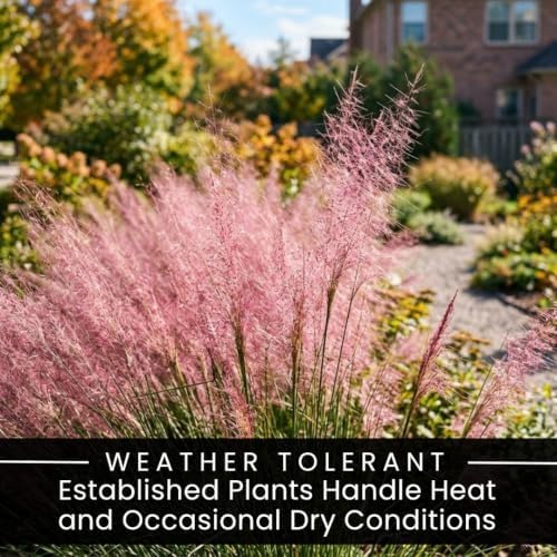 5 Pink Muhly Grass Live Plant Plugs | Native Ornamental Grass for Full Sun - Image 2