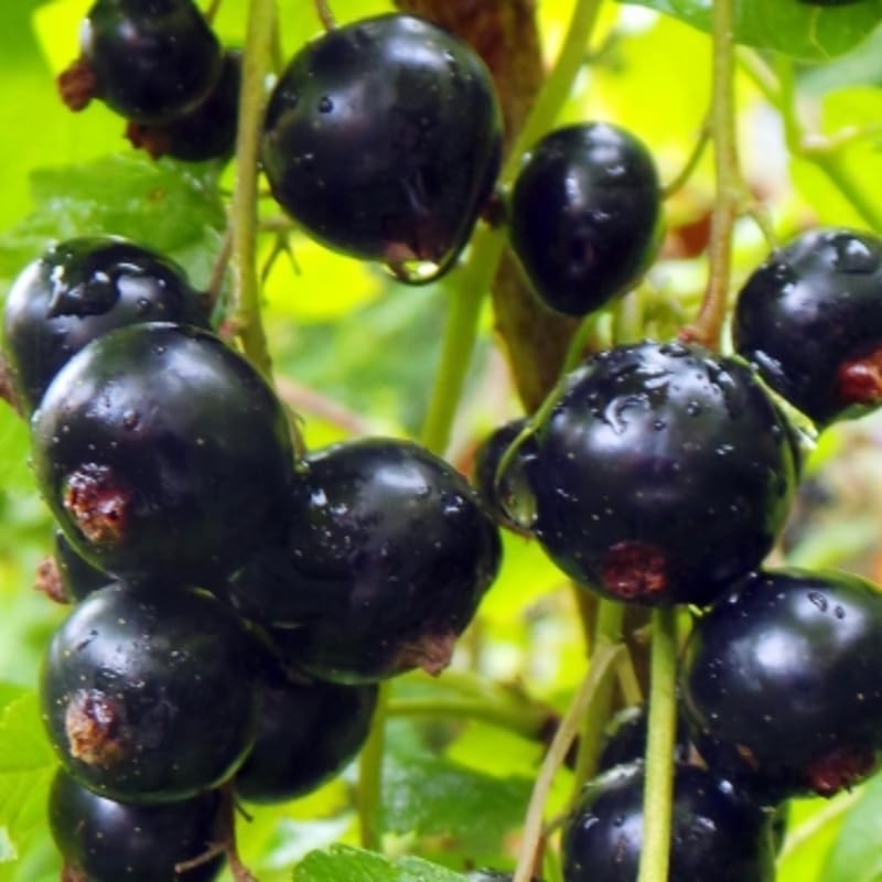 Consort Black Currant Bush Live Plant, Berry Fruit Cold Hardy 5-9" Tall - Image 5