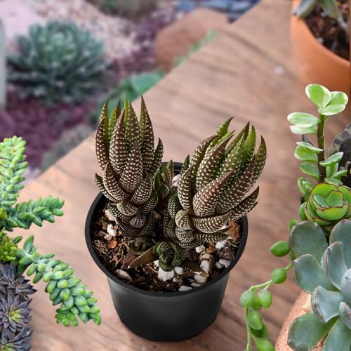 Sprout N Green Haworthia coarctata VAR. adelaidensis Live Succulent Plant - Image 4