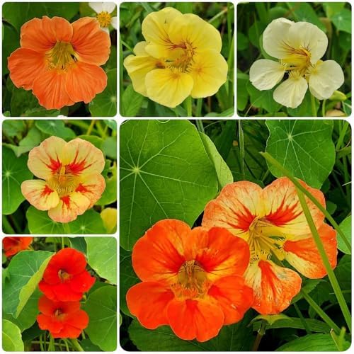2 Nasturtium Plants Live, Hardy Nasturtium Vine, 4 Inch Pot - Image 5