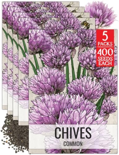 Seed Needs Common Chives Seeds to Plant an Herb Garden - 5 Packs by SeedNeeds