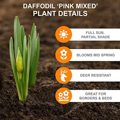 Garden State Bulb Pink Mixed Daffodil Flower Bulbs, 14/16cm, Fall Planting (Bag of 25) - Image 2