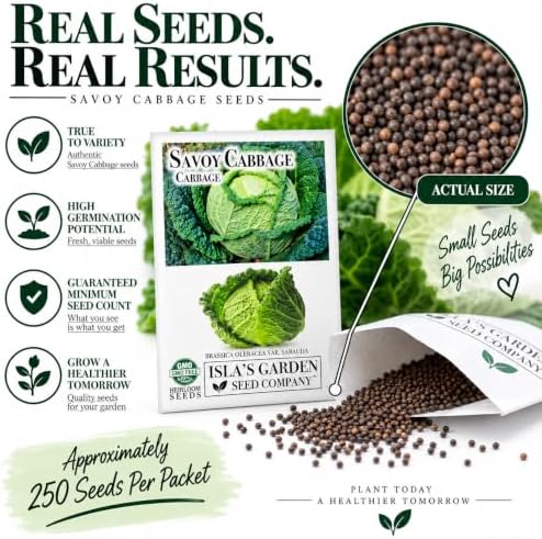 Savoy Cabbage Seeds (Brassica oleracea VAR. capitata) – 500+ Non-GMO Heirloom Seeds by Isla’s Garden Seeds, Crinkled-Leaf Variety with Sweet Flavor, Ideal for Cool Season Gardens & Raised Beds - Image 7