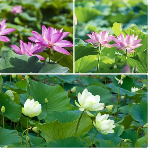 10Pcs Lotus Seeds for Planting in Water Aquatic Plants for Ponds, Bonsai - Image 6