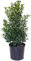 Ilex X meserveae 'Blue Maid' (Blue Holly) Evergreen, #3 - Size Container by GreenPromiseFarms