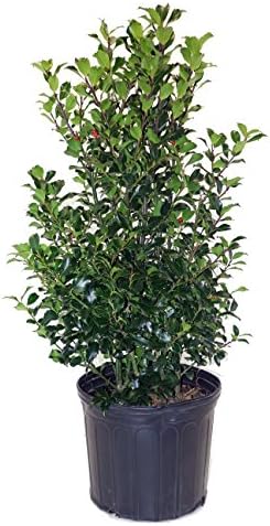 Ilex X meserveae 'Blue Maid' (Blue Holly) Evergreen, #3 - Size Container by GreenPromiseFarms