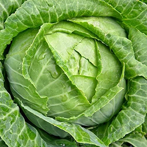 Mountain Valley Seed Co Cabbage Seeds - Danish Ball Head 1 Lb 104,000 Seeds - Image 2