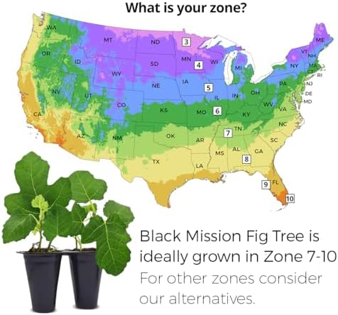 Black Mission Fig Plant (4 Pack) | Live Fruit Plant for Planting | Grow Your Own Sweet & Juicy Figs at Home | Easy to Grow & High-Yielding Tree | Perfect for Fresh Eating, Drying & Organic Gardening - Image 3