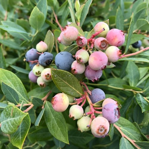 Proven Winners 2 Gal. Blueberry Splendid! Blue Shrub - Image 2