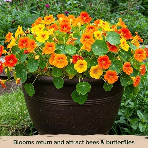 150 Mix Jewel Nasturtium Heirloom Flower Seeds, Tropaeolum Nanum - Image 6
