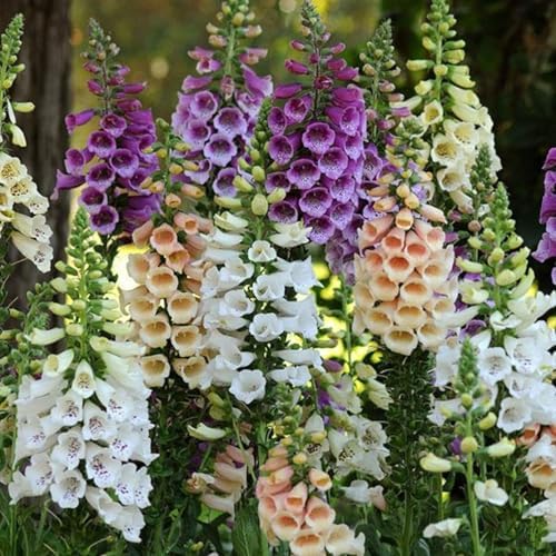Clovers Garden Foxglove Dalmatian Mix Plants Two (2) Live Plants Non-GMO - Each 4" to 8" Tall in 4" Pots Heirloom Perennial, Pollinator Friendly Lavender, Purple, Pink, Cream, and White by CloversGarden