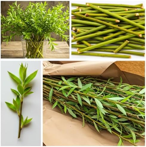 Hybrid Willow Tree Plants for Growing | Fast Privacy Hedge Row, Wind Block, Shade | Fast Growing - 12 Feet Per Year, Fast Growing Trees (10 Trees) - Image 4