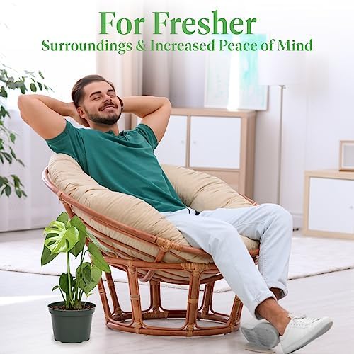 American Plant Exchange Monstera Deliciosa - Live 6-Inch Pot, Easy-Care Split Leaf Vine, Low-Maintenance Air Purifying Houseplant for Home, Office & Garden Décor - Image 7