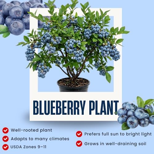 Austin Blueberry Live Plant, Hardy Fruit Bush, 1-2 Ft Tall, Gallon Pot - Image 2