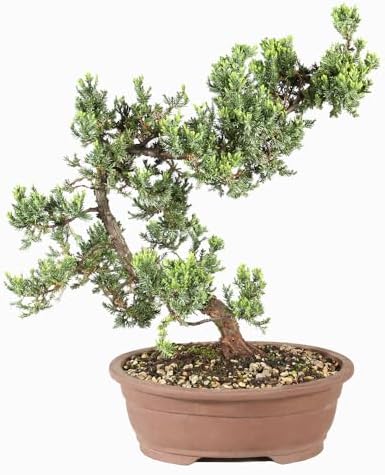 Brussel's Bonsai - Large Juniper Live Bonsai Tree, Potted Outdoor Plant - Image 3