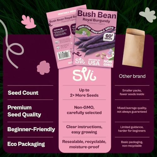 SVI 60 Royal Burgundy Bush Bean Heirloom Vegetable Seeds Phaseolus vulgaris - Image 6