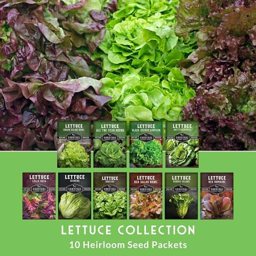 Lettuce Seeds for Planting | 10 Heirloom Lettuces Collection - Image 3