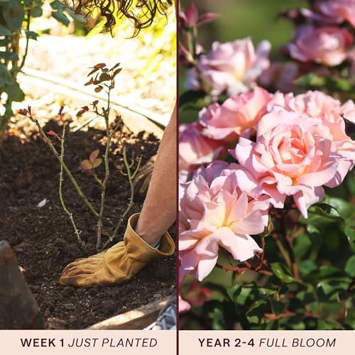 Heirloom Climbing Roses, Live Own Root Plant, Compassion® - Image 3