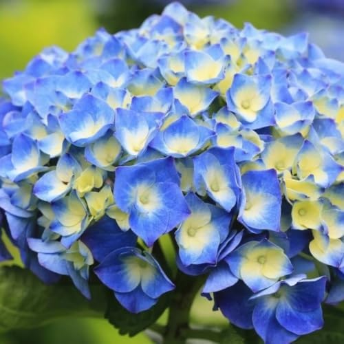 Blue Hydrangea Plant Live, Garden Shrub, 7-12" Tall, in Pot - Image 4