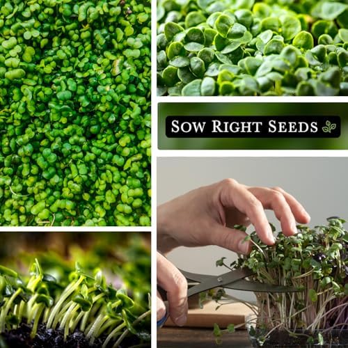 Sow Right Seeds - Basil Microgreen Seed for Growing Sweet Micro Greens - Image 4