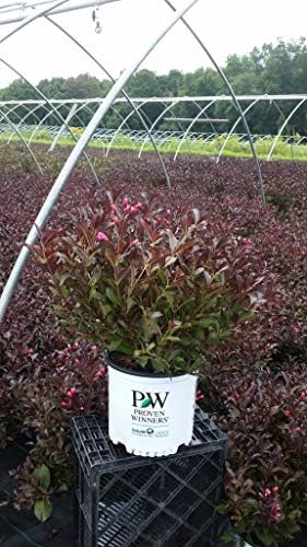 Green Promise Farms Wine & Roses` (Weigela) Shrub, #3-Size Container, Pink Flowers - Image 3