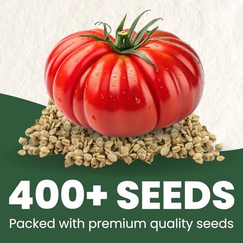 Beefsteak Tomato Seeds – Over 400 Premium Heirloom Seeds for Planting for the 2026 Season – Juicy, Flavor-Rich Garden Favorite – 1 Gram Pouch - Image 2