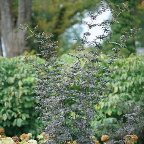 Proven Winners Laced Up Elderberry (Sambucus nigra) Live Plant, 4.5" Qt - Image 6