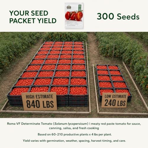 300+ Roma Tomato Seeds - Heirloom Non-GMO USA Grown Premium Seeds for Planting by RDR Seeds - Image 2