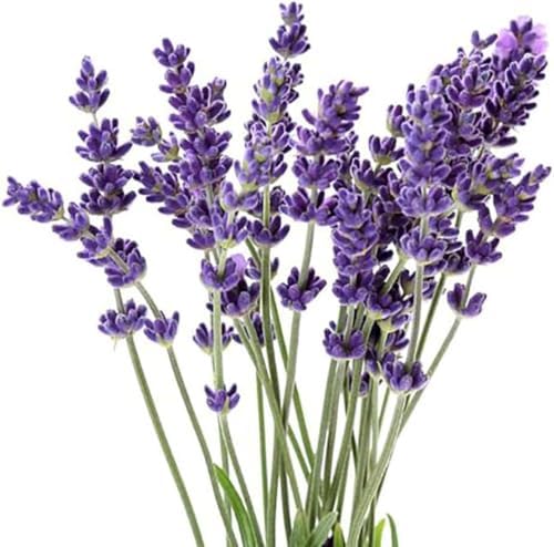True Lavender - of All the Different Varieties, Lavandula angustifolia is arguably the Most Popular. 2500 Seeds by MardeRossCompany